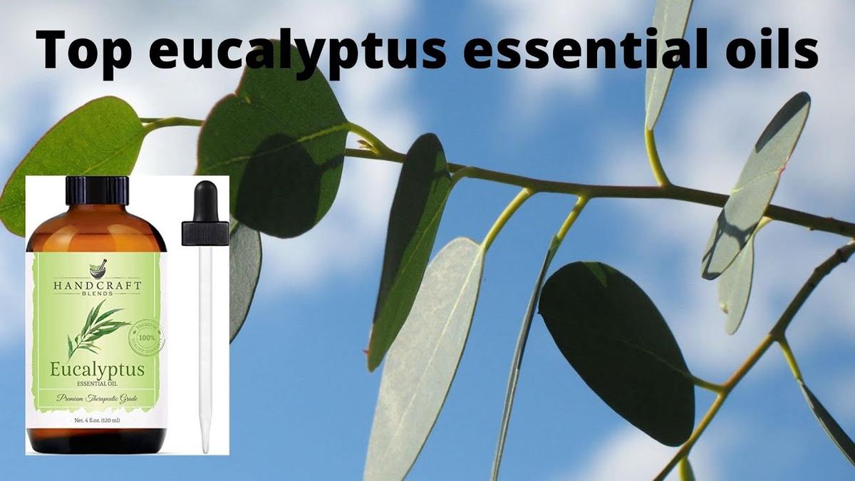 'Video thumbnail for Top Eucalyptus Essential Oils To Try'