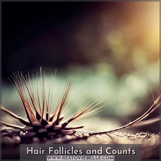 Hair Follicles and Counts