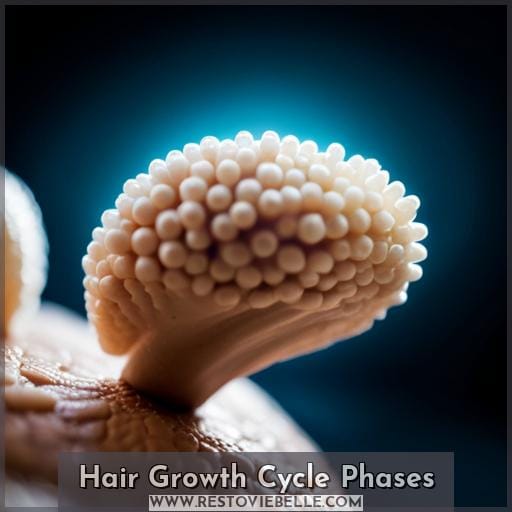Hair Growth Cycle Phases