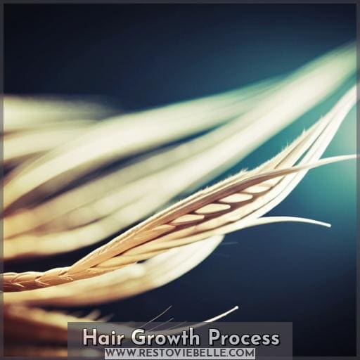 Hair Growth Process