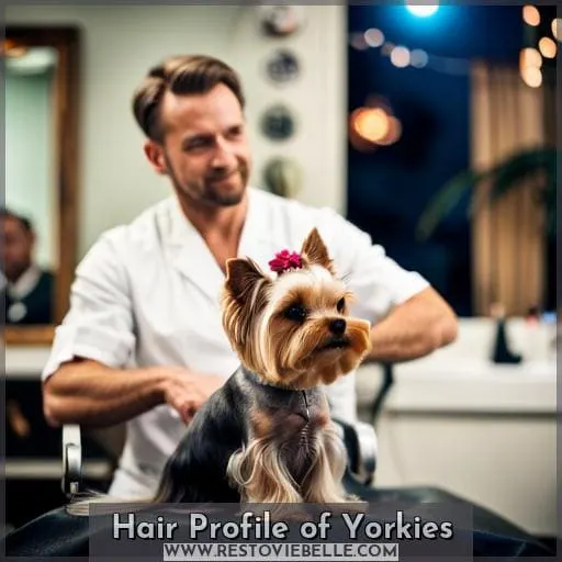 Hair Profile of Yorkies