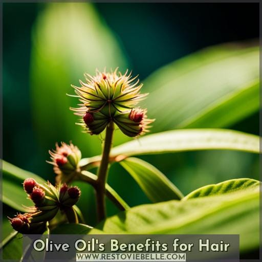 Olive Oil
