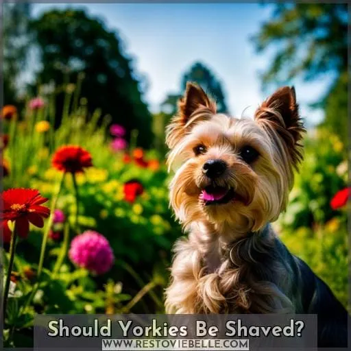 Should Yorkies Be Shaved