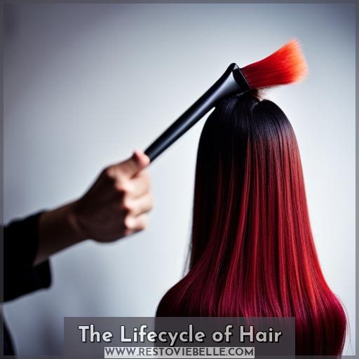 The Lifecycle of Hair