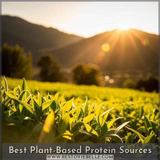 Best Plant-Based Protein Sources