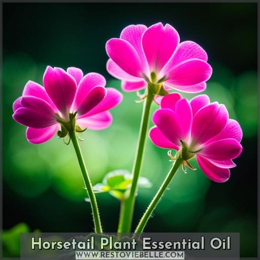 Horsetail Plant Essential Oil