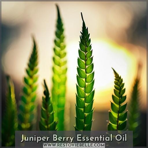 Juniper Berry Essential Oil