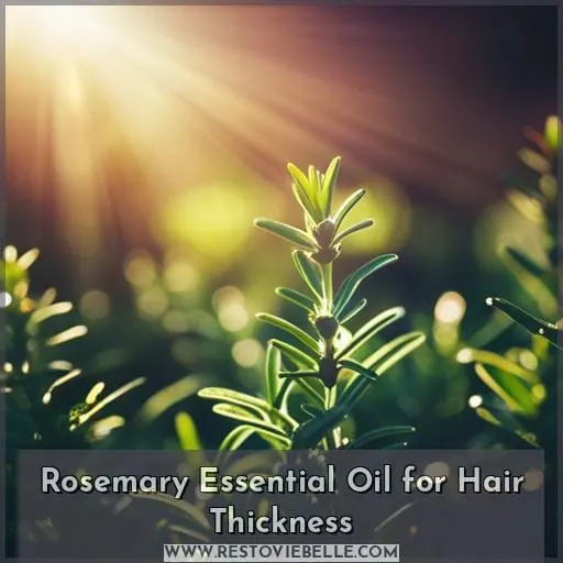 Rosemary Essential Oil for Hair Thickness