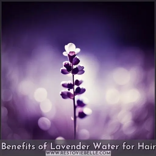Benefits of Lavender Water for Hair