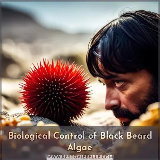 Biological Control of Black Beard Algae