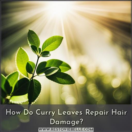 How Do Curry Leaves Repair Hair Damage