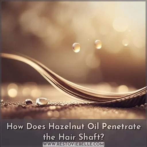 How Does Hazelnut Oil Penetrate the Hair Shaft