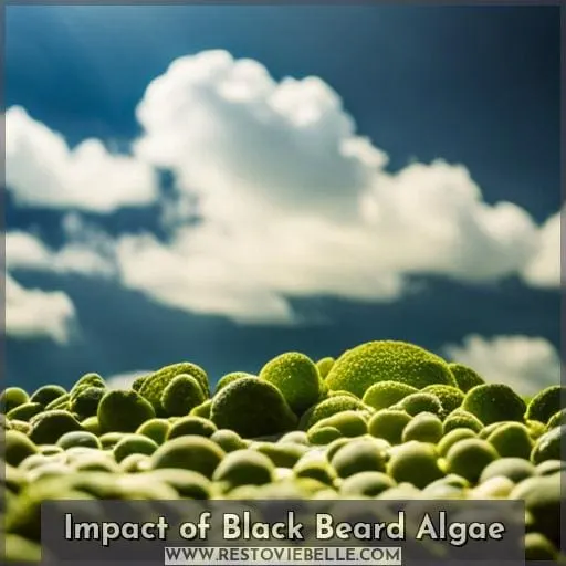 Impact of Black Beard Algae
