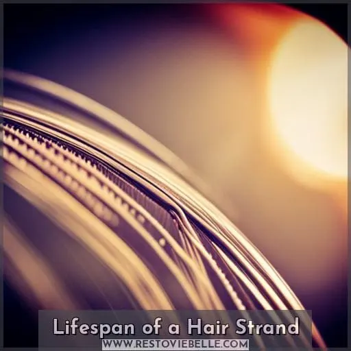 Lifespan of a Hair Strand