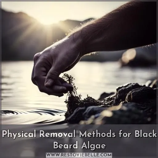 Physical Removal Methods for Black Beard Algae