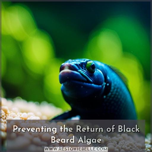 Preventing the Return of Black Beard Algae