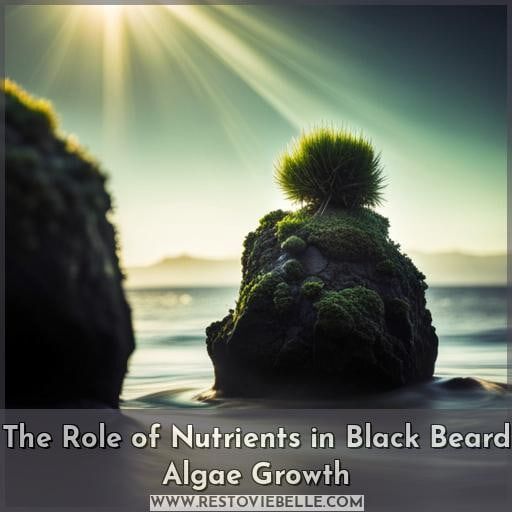 The Role of Nutrients in Black Beard Algae Growth