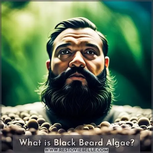 What is Black Beard Algae