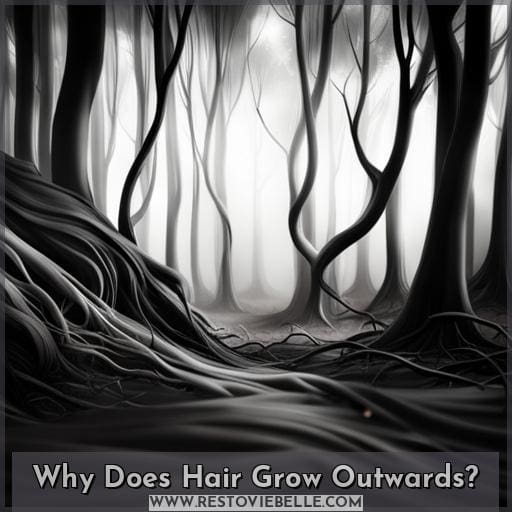 Why Does Hair Grow Outwards Why Does Hair Grow Outwards
