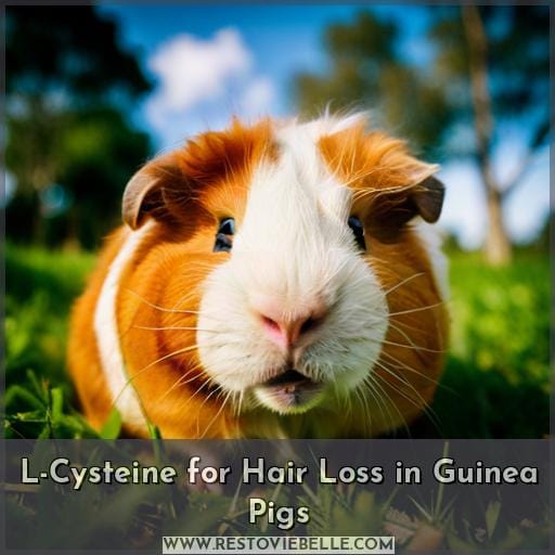 L-Cysteine for Hair Loss in Guinea Pigs L-Cysteine for Hair Loss in Guinea Pigs