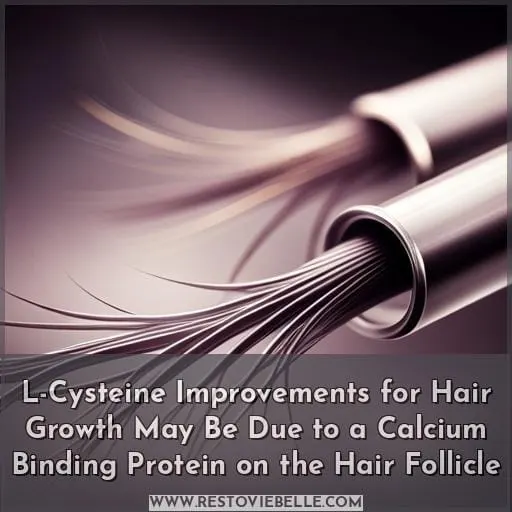 L-Cysteine Improvements for Hair Growth May Be Due to a Calcium Binding Protein on the Hair Follicle