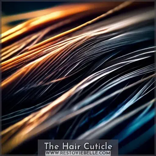 The Hair Cuticle