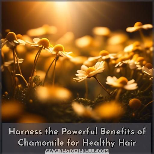 benefits chamomile hair benefits chamomile hair