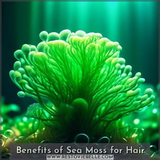 Benefits of Sea Moss for Hair Benefits of Sea Moss for Hair