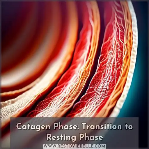 Catagen Phase: Transition to Resting Phase