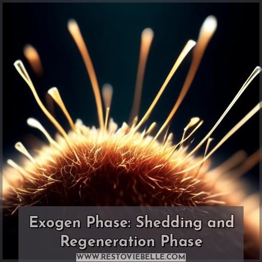 Exogen Phase: Shedding and Regeneration Phase