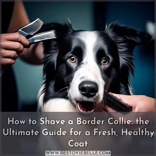 how to shave a border collie