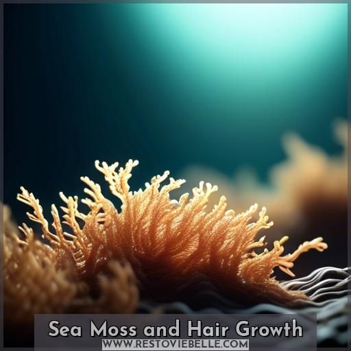 Sea Moss and Hair Growth