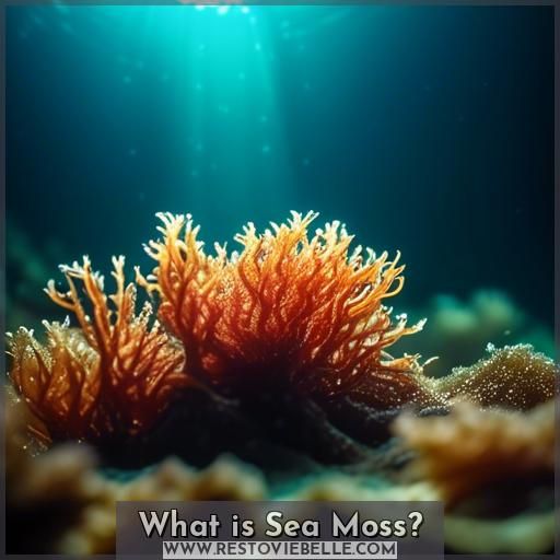 What is Sea Moss What is Sea Moss